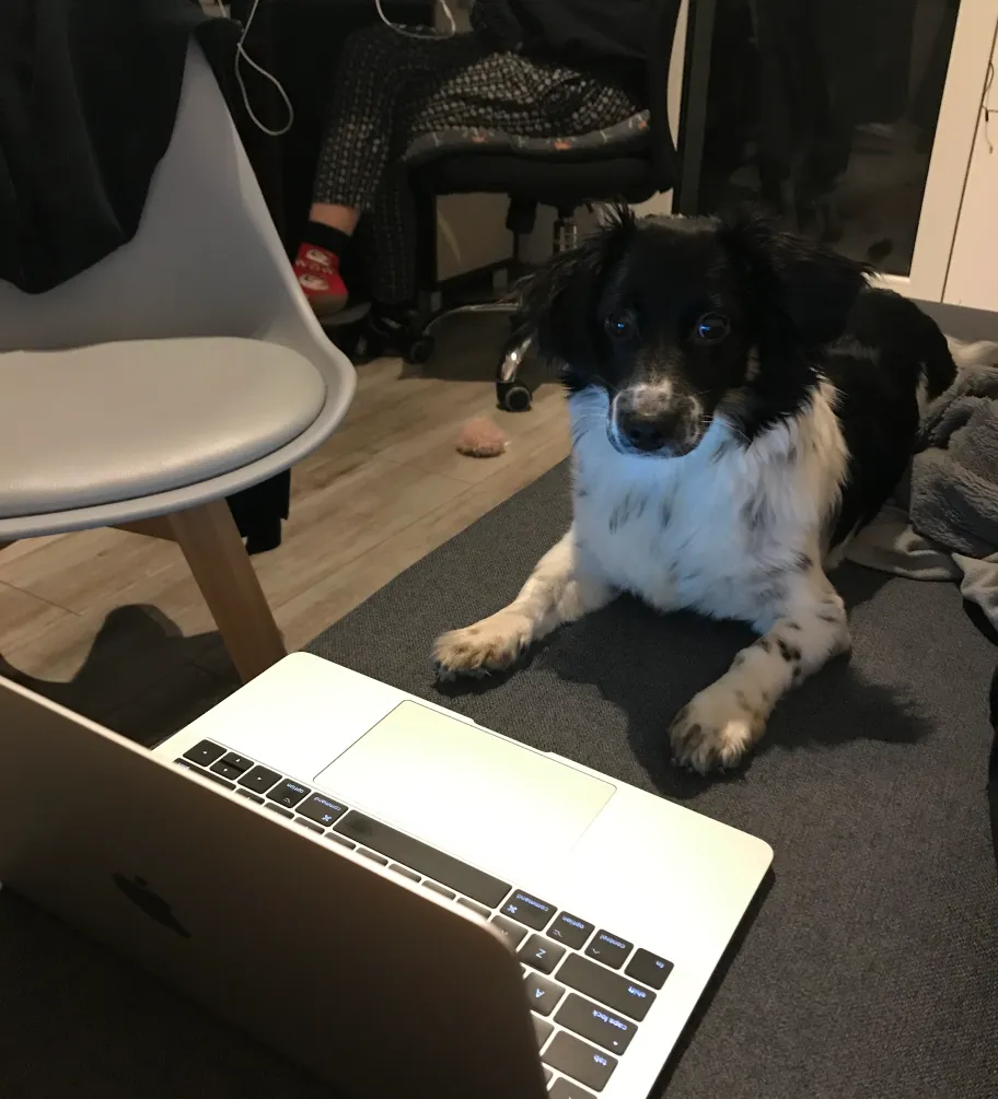 Black and white dog sitting at laptop