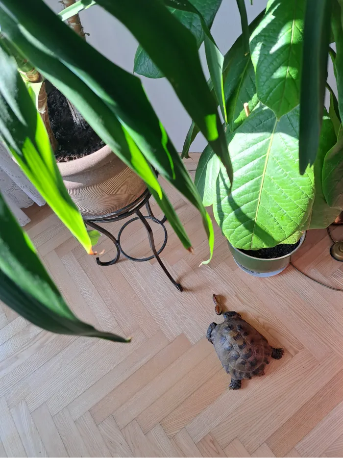 turtle under plants