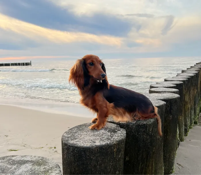 small brown dog standing on the breakwater by the sea