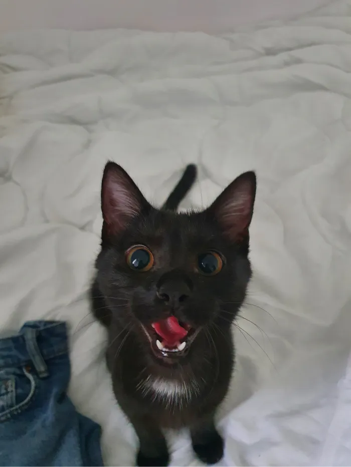 black cat with open mouth