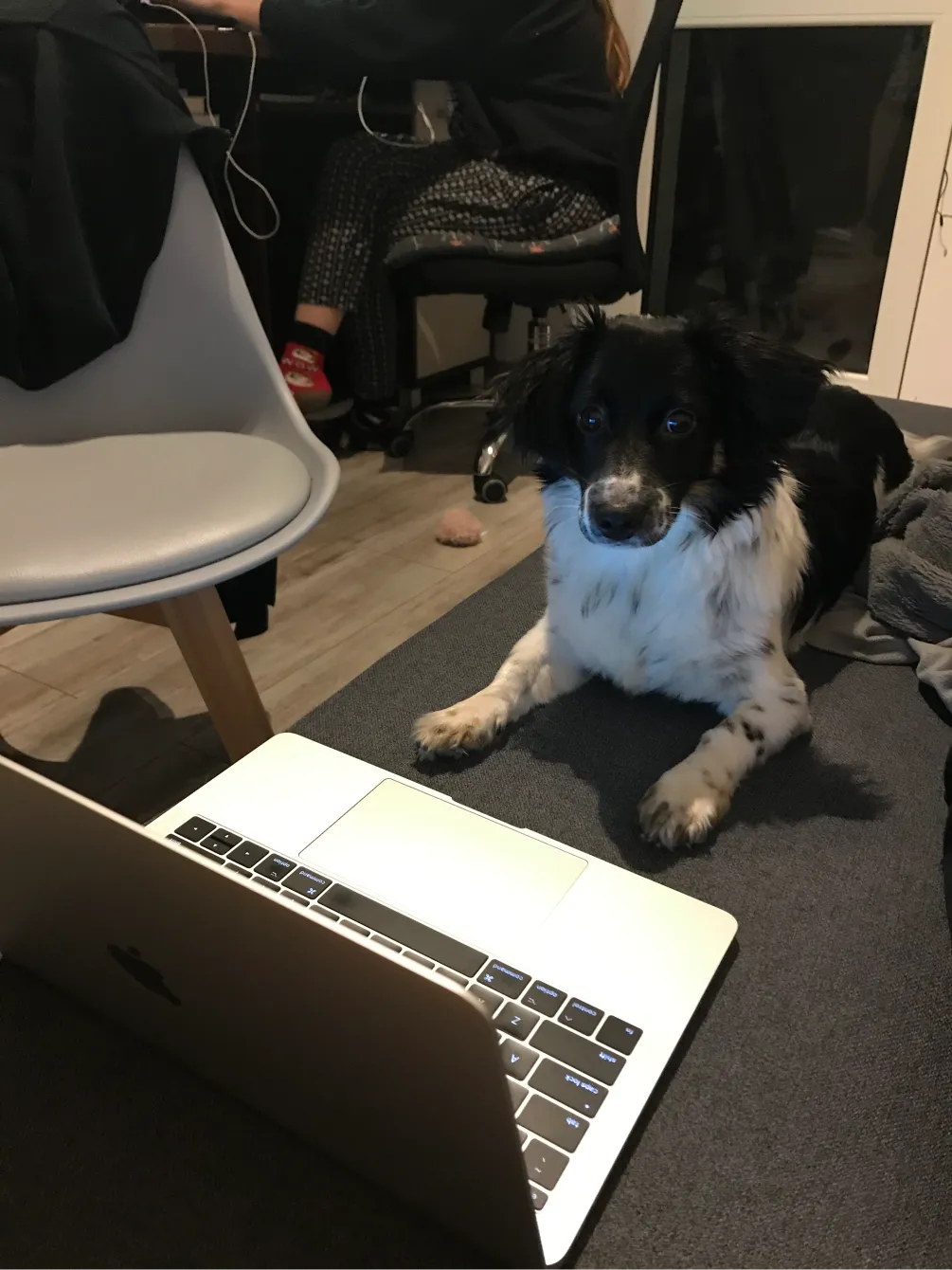 Black and white dog lying on carpet in front of laptop